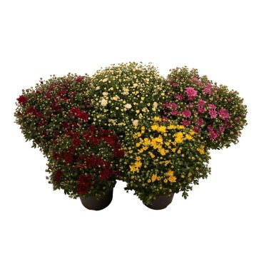 KRYSANTHEMUM FRILAND 19 CM POTTE