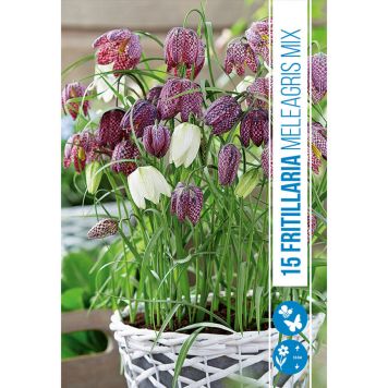 HØSTLØK RUTELILJE FRITILLARIA MELEAGRIS MIX 15STK