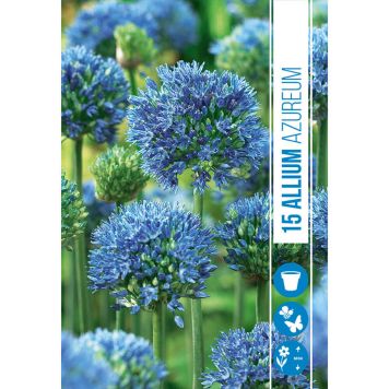 HØSTLØK AZURLØK ALLIUM CAERULEUM AZUREUM 15STK