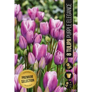 HØSTLØK TULIPAN PURPLE ELEGANCE 8STK