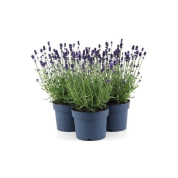 LAVENDEL 12 CM