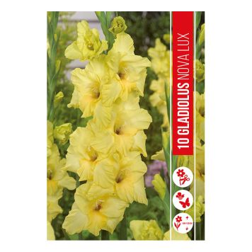 VÅRLØK GLADIOLUS NOVA LUX 10 STK