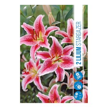 VÅRLØK LILJE LILIUM STARGAZER 2 STK