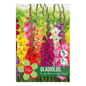 VÅRLØK GLADIOLUS MIX 10 STK