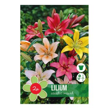 VÅRLØK LILJE  LILIUM ASIATIC MIX 2 STK