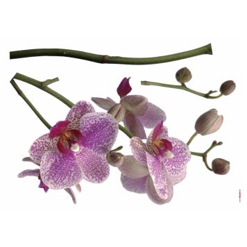 FOTOTAPET KOMAR ORCHIDEE 100 X 70 CM