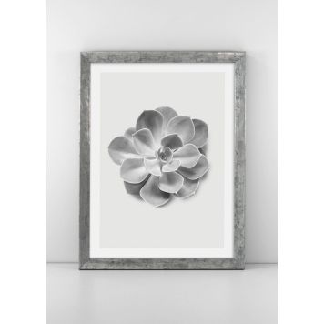 POSTER KOMAR  SUCCULENT AEONIUM 30 X 40 CM