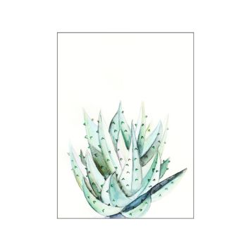 POSTER KOMAR  ALOE WATERCOLOR 40 X 50 CM