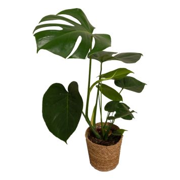 PLANTE GRØNN MONSTERA 14                   