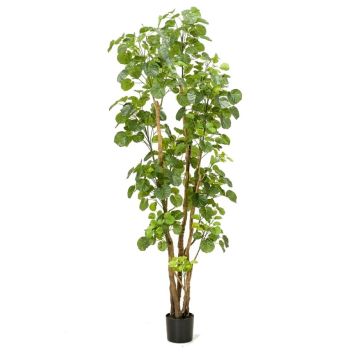 KUNSTIG PLANTE EMERALD POLYSCIAS TRE 195CM