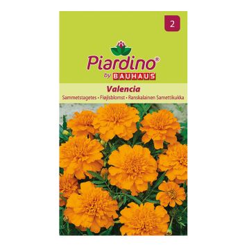 BLOMSTERFRØ PIARDINO FLØYELSBLOMST   