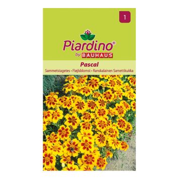 BLOMSTERFRØ PIARDINO FLØJELSBLOMST PASCAL