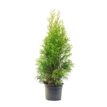 THUJA 50-60 CM BRABANT