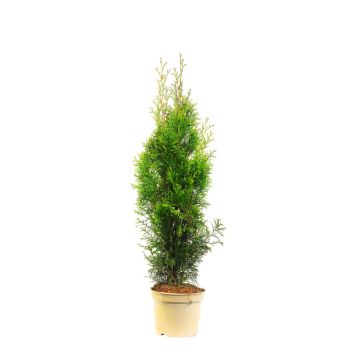 THUJA 50-60CM SMARAGD