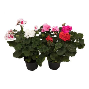 PELARGONIA ZONALE P12