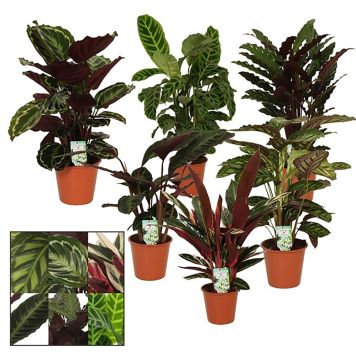 CALATHEA ULIKE VARIANTER 19 CM