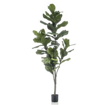 FIKENTRE EMERALD KUNSTIG FICUS LYRATA 150 CM