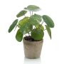 KUNSTIG PLANTE PILEA BUSH 25CM