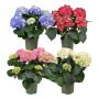 HORTENSIA ULIKE FARGER 13CM