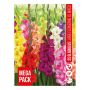 VÅRLØK GLADIOLUS MIX 25 STK