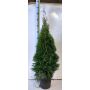 THUJA SMARAGD 80-100CM POTTE 23CM