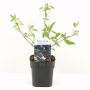 BUDDLEJA (SOMMERFUGLBUSK) BLAC 17cm