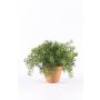 KUNSTIG PLANTE EMERALD ASPARGESBUSK GRØNN 20CM