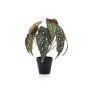 KUNSTIG PLANTE EMERALD BEGONIA MACULATA I POTTE 33CM