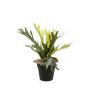 KUNSTIG PLANTE EMERALD BREGNE HJORTEHORN 36 CM