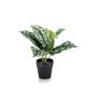 KUNSTIG PLANTE EMERALD SØLVRANKE I POTTE 24CM