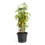 TOMATPOTTE ELHO GREEN BASICS Ø33CM