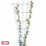 ESPALIER TIL ROSE BELLISSA 150X75 CM HVIT