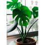 PLANTE GRØNN MONSTERA 14                   