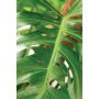 PLANTE GRØNN MONSTERA 14                   