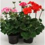 PELARGONIUM ZONALE