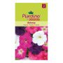 BLOMSTERFRØ PIARDINO PETUNIA BALCONY MIKS   