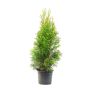 THUJA 50-60 CM BRABANT