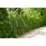 THUJA 50-60 CM BRABANT