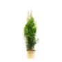 THUJA 50-60CM SMARAGD