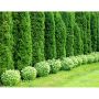 THUJA 50-60CM SMARAGD