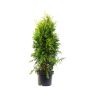 THUJA 80-100CM SMARAGD