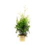 THUJA 80-100CM BRABANT