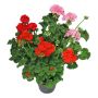 PELARGONIA ZONALE P12