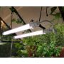 PLANTEBELYSNING CANOPIA LED 50,5CM 