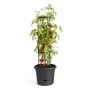 TOMATPOTTE ELHO GREEN BASICS Ø33CM